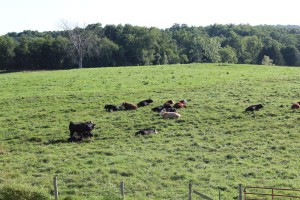 cattle pasture