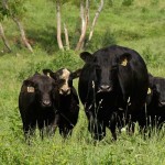 How to determine if cattle are bulls, steers, cows or heifers Heifers, calves and a bull in a pasture