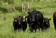 Condition your bulls for an all-star performance Heifers, calves and a bull in a pasture