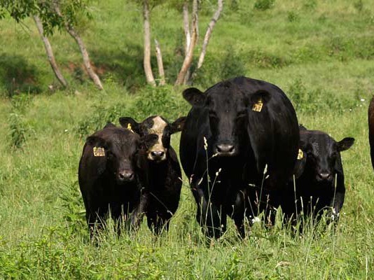Heifers, calves and a bull in a pasture