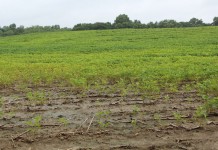 Spring is off to gloomy start in the markets Wet soybeans