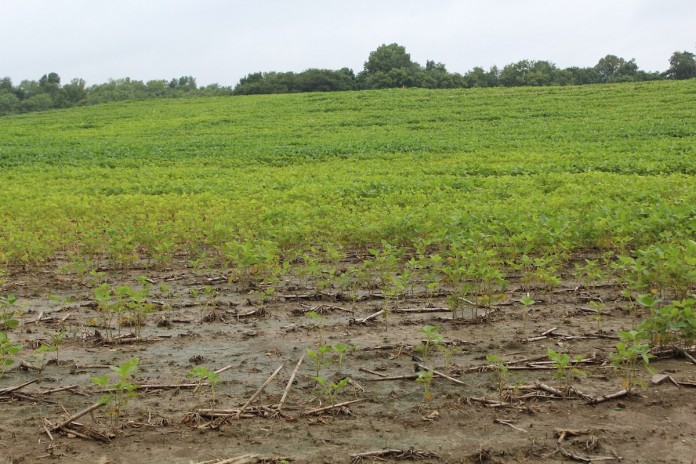 mud beans Wet soybeans