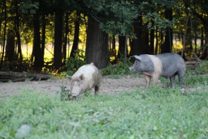 Hogs on pasture