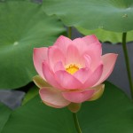Pink Water Lily