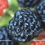 Here’s the scoop on growing berries in Ohio raspberries