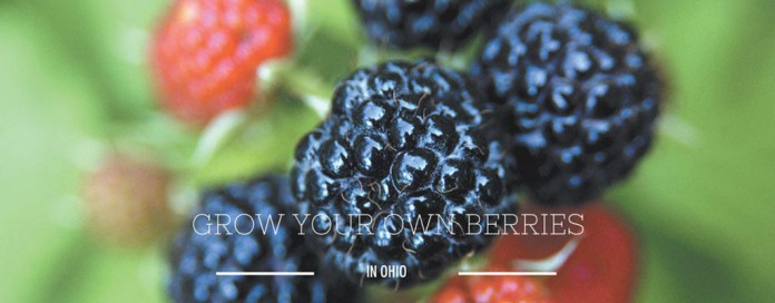 raspberries raspberries