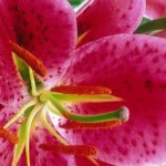 Bloomin’ Crazy stargazer lily