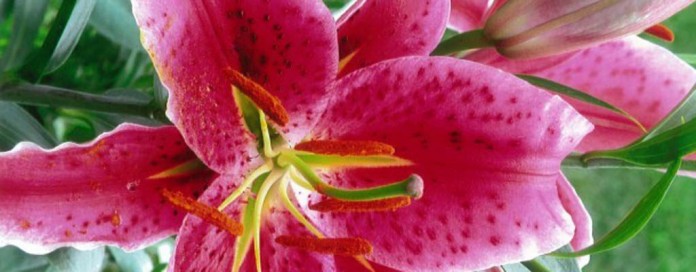 stargazer lily