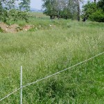 Who cares if my livestock are in the creek? (Well, every farmer should) stream exclusion fencing