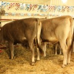 Brown Swiss