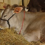 Brown Swiss