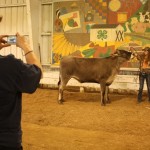 Brown Swiss sale, 2015