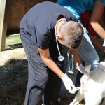TV vet tells real-life story of working with farm animals veterinarian