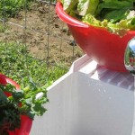 Keepin’ it fresh: How to store garden produce washing leafy greens