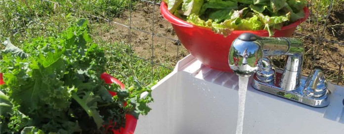 washing leafy greens