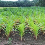 Conflicting news, volatile market corn yellowing