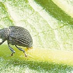 Yellow poplar weevil makes presence known in Pennsylvania, mid-Atlantic yellow poplar weevil