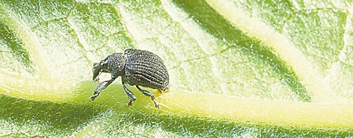 yellow poplar weevil yellow poplar weevil