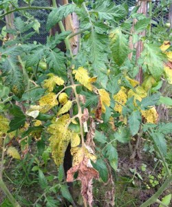 yellow tomato leaves