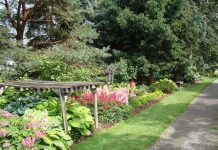 How to divide your perennials