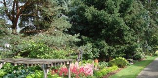 How to divide your perennials