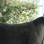 Hannah Jarvis.grand champion project