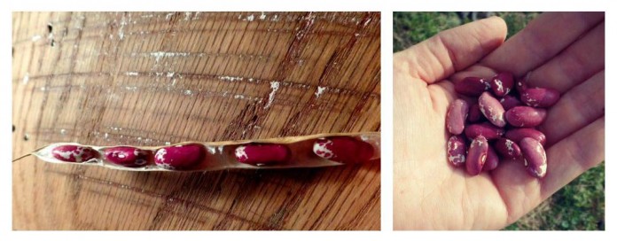 Jacob's cattle beans Jacob's cattle beans