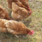 Tips for keeping flocks cool, calm and comfortable this summer chickens in yard