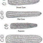 Types of corn