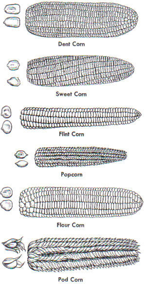 How to tell the difference between types of corn