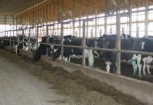 Don’t cut your dairy profitability dairy freestall barn