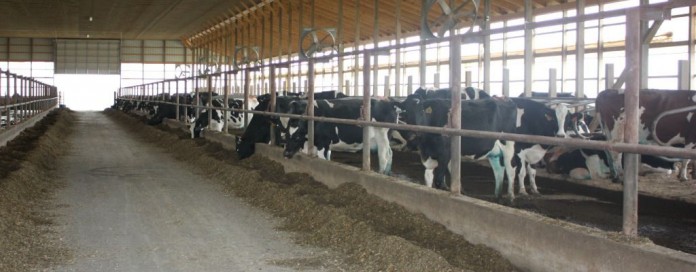 dairy freestall barn