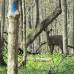 National wildlife refuges offer fee-free days in 2019 Deer on trail.