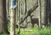 National wildlife refuges offer fee-free days in 2019 Deer on trail.