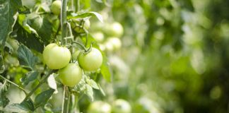 Tomato cultivars for Ohio gardens