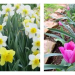 How to plant bulbs this fall fall bulbs: daffodils, tulips, peonies, irises