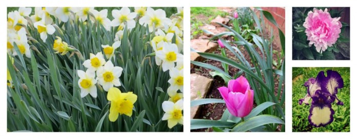 fall bulbs: daffodils, tulips, peonies, irises