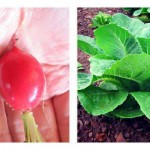 Fall gardening guide radishes, lettuce and carrots