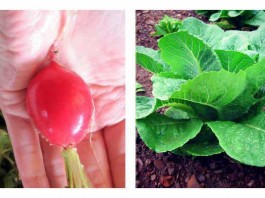 Fall gardening guide radishes, lettuce and carrots
