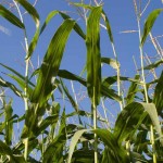 How to tell the difference between types of corn field corn