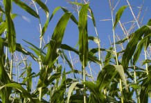 Va. grower breaks corn yield record field corn