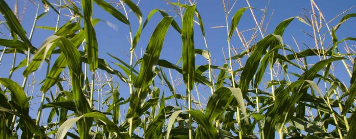 field corn field corn