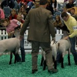 naile sheep judging