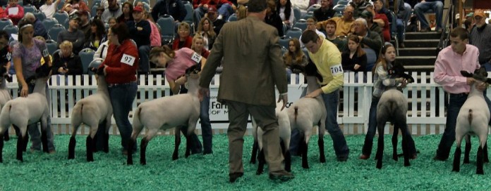naile sheep judging NAILE sheep judging