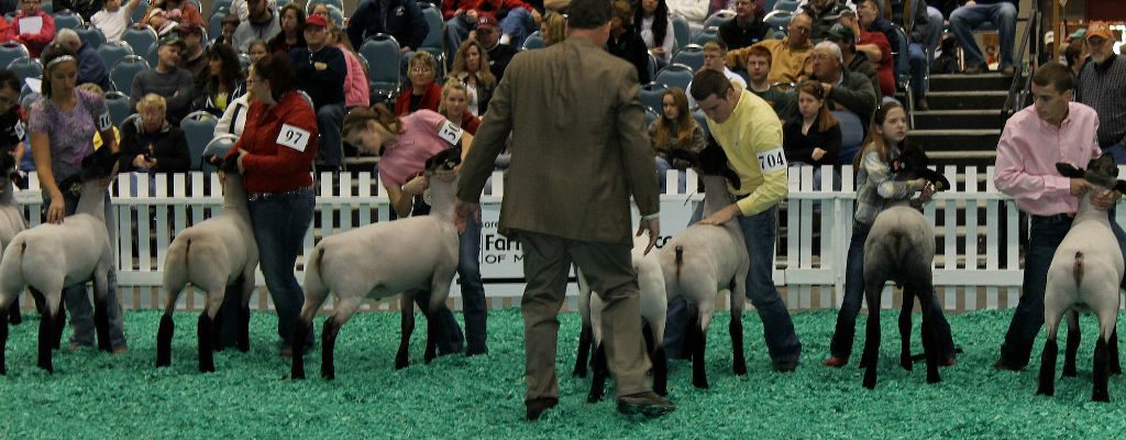 NAILE sheep judging