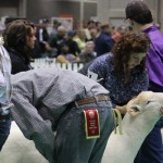 ‘Three-ring circus’: Changes keep coming at NAILE