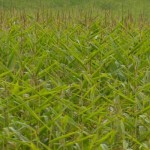 In Ohio, facing the poorest grain marketing circumstances poor corn 2015