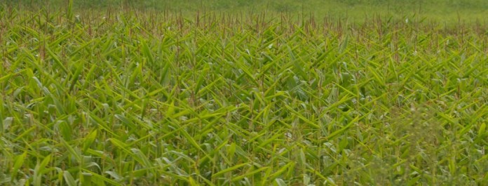 poor corn poor corn 2015