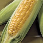 sweet corn