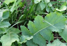 Cover crops may hold benefits: Veteran Columbiana County farmer likes what he sees Crop Partnership